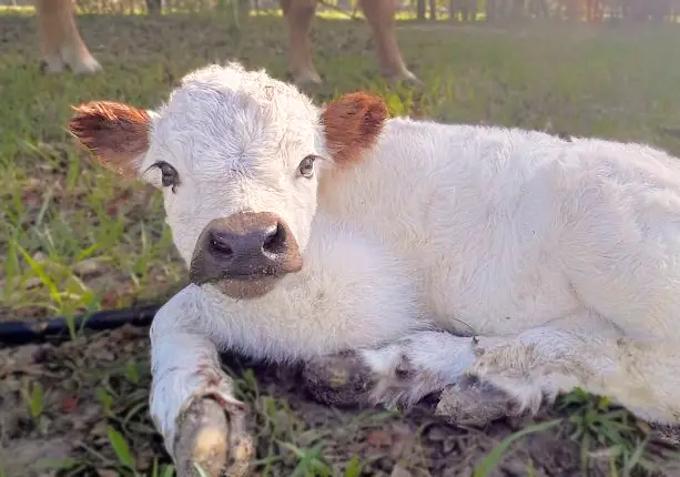 Fluffy white calf