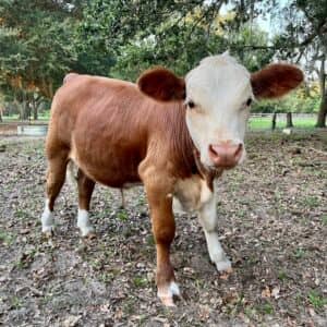 Miniature Hereford Bull Calf