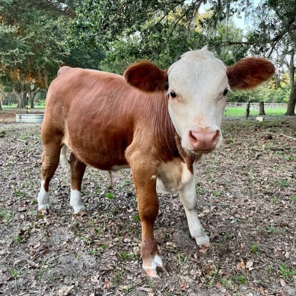 Miniature Hereford Bull Calf