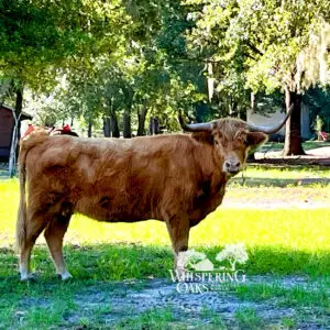 Registered Highland Cow