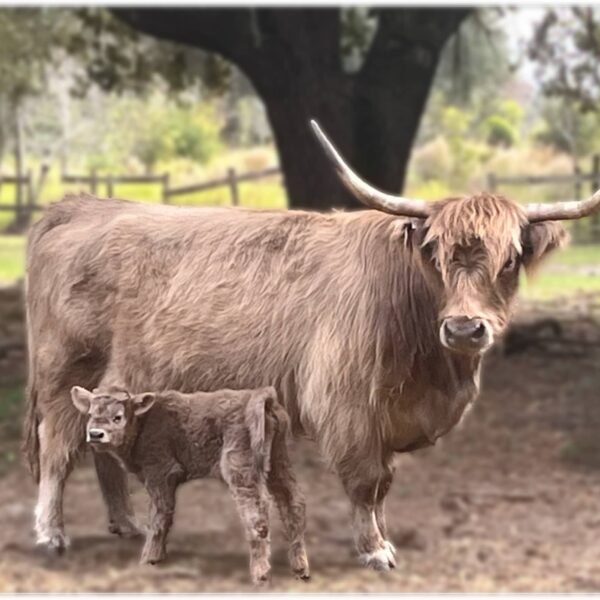 Highland Cow