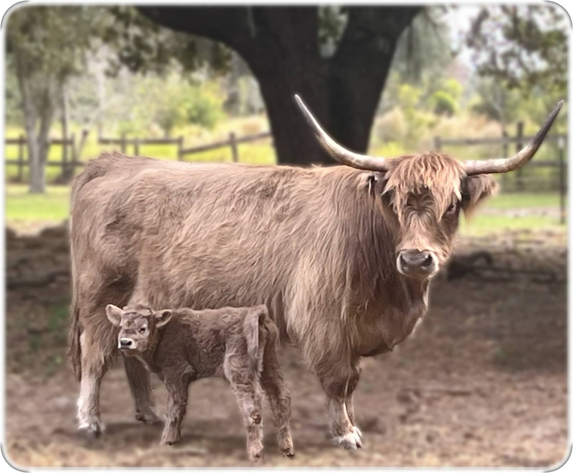 Highland Cow