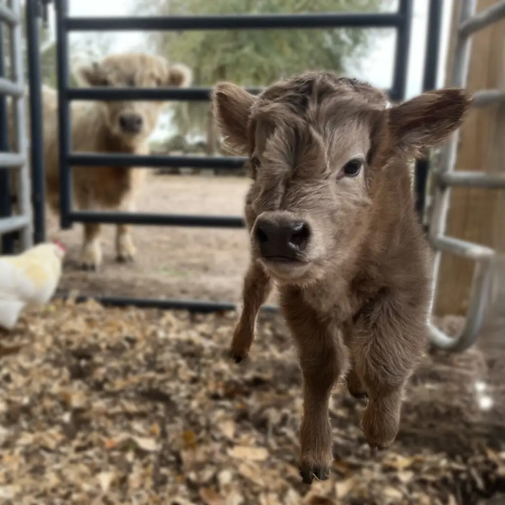 Miniature Cows for Sale