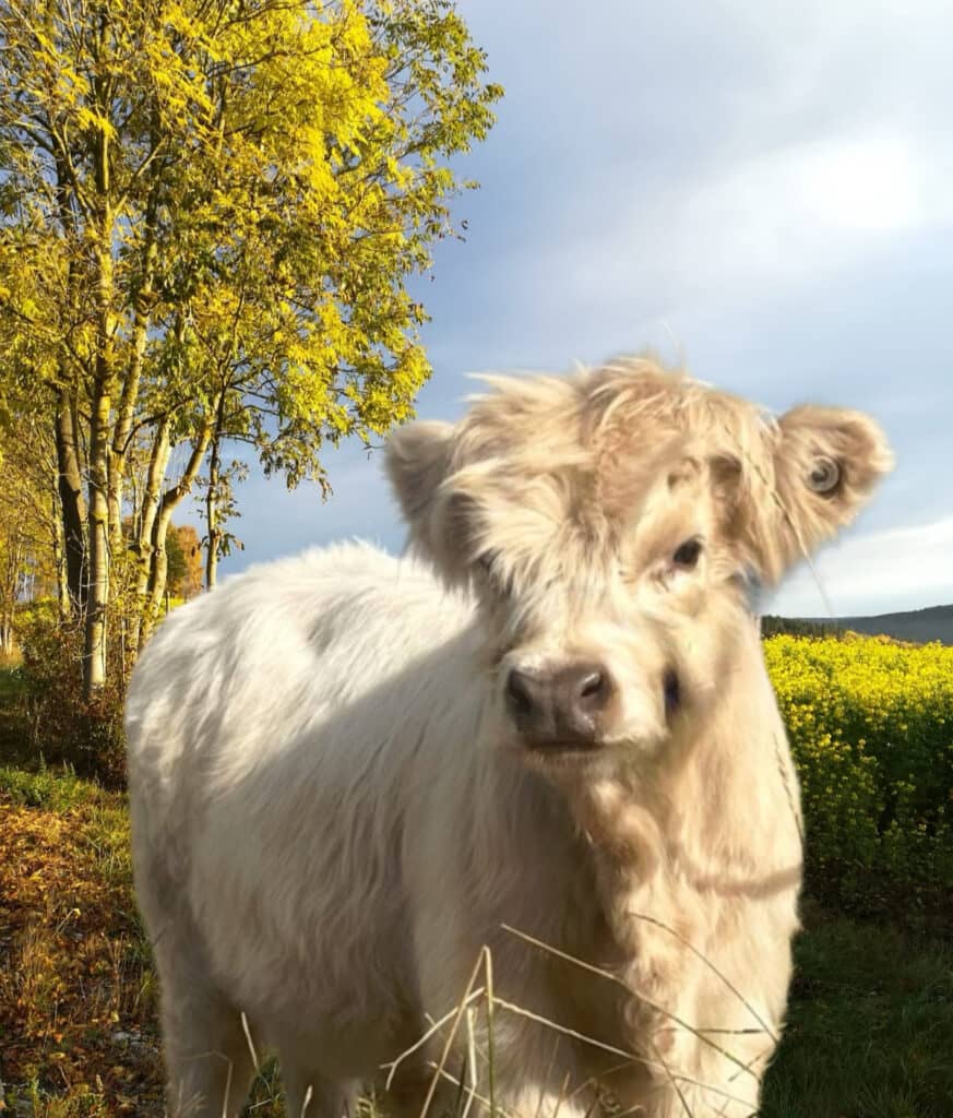 fluffy cows