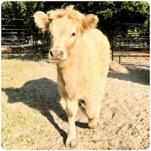 highland heifer dun
