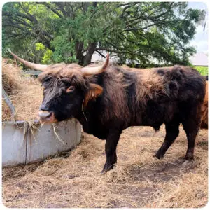 highland bull
