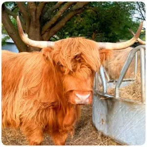 Mini Highland Cow red