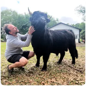 mini highland bull