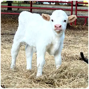 miniature highpark bull for sale