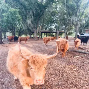 Registered Miniature Highlands