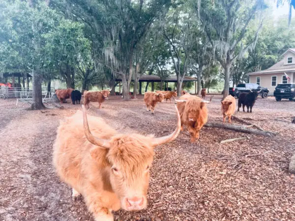 Registered Miniature Highlands