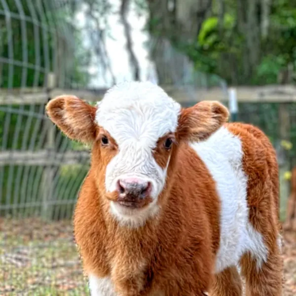 mini panda bull