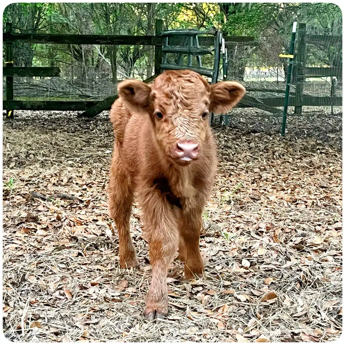miniature highland heifer red