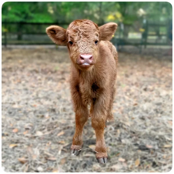 mini highland heifer red