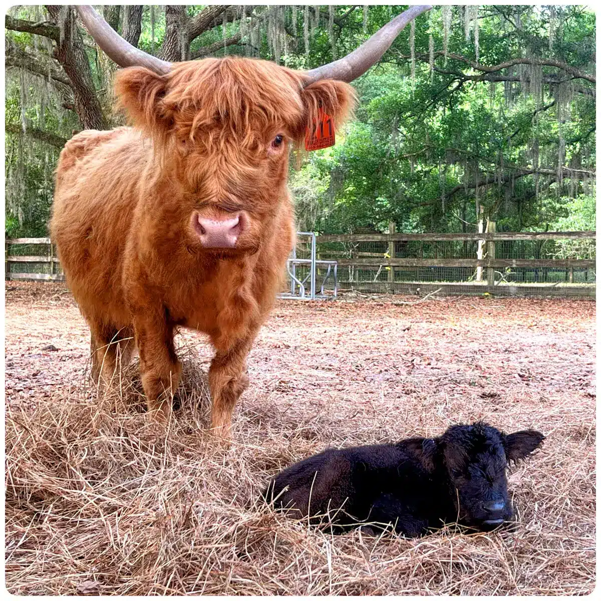 mini highlanders