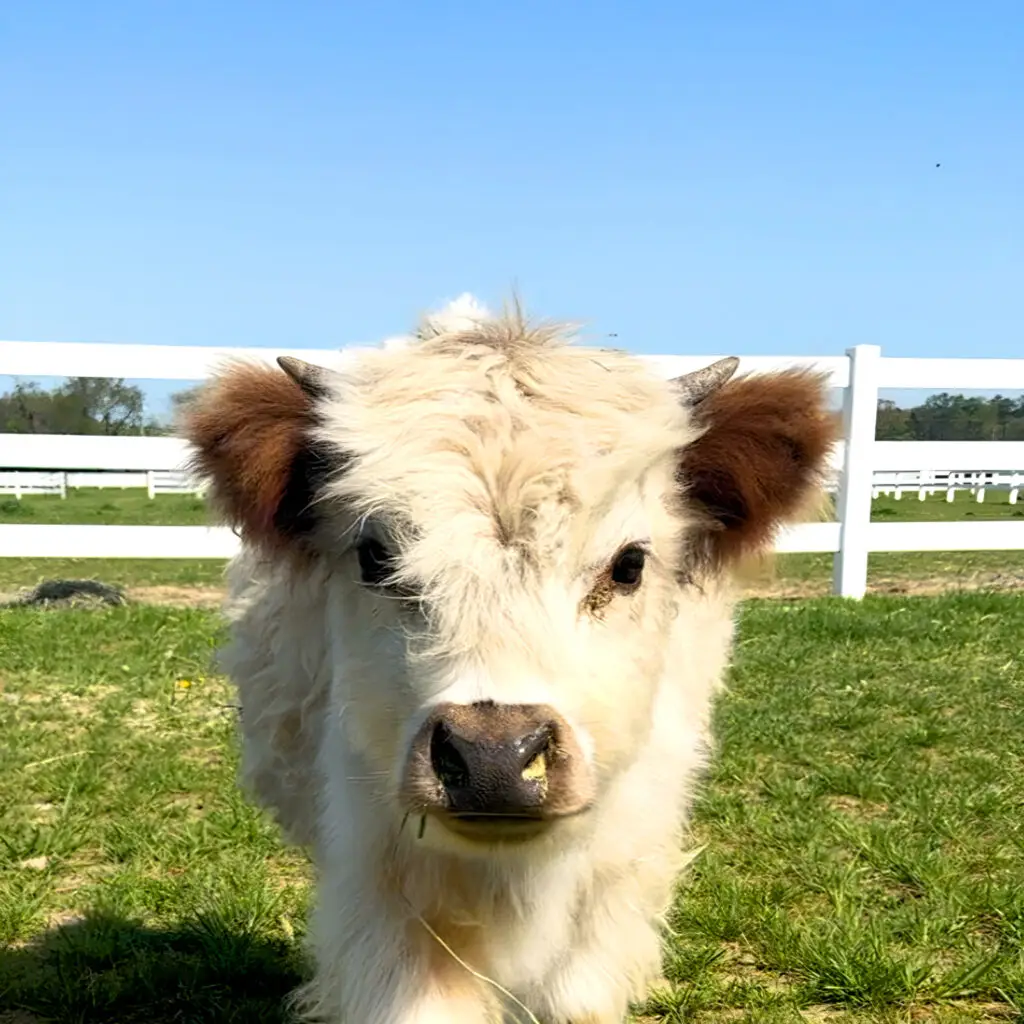 miniature calves