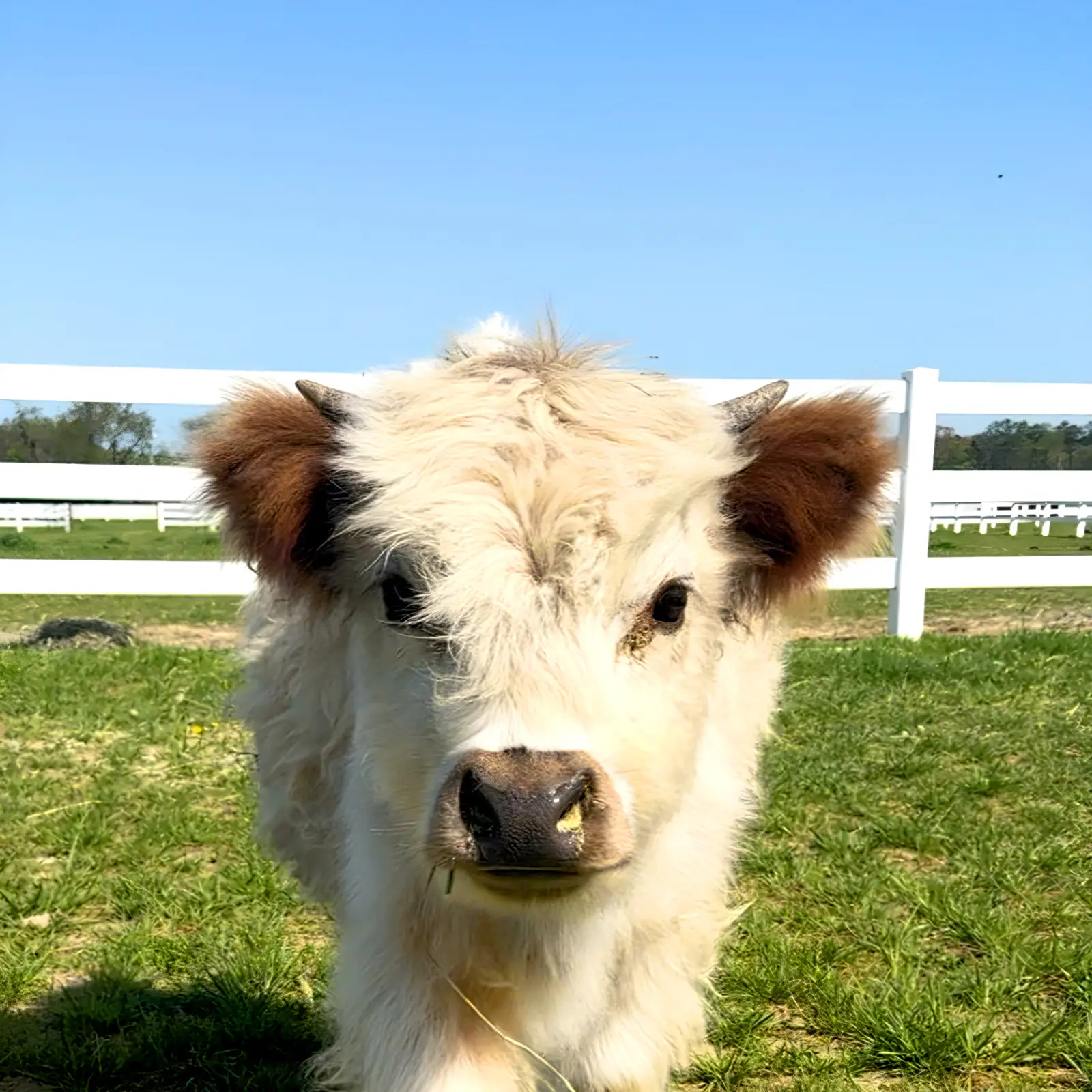 miniature calves