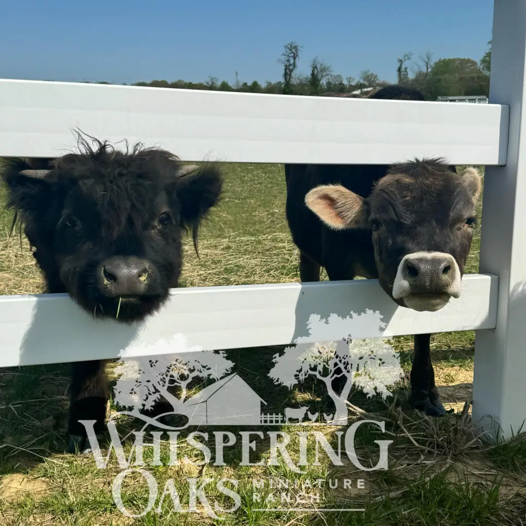 miniature calves for sale
