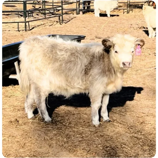 micro panlander chondro blue roan