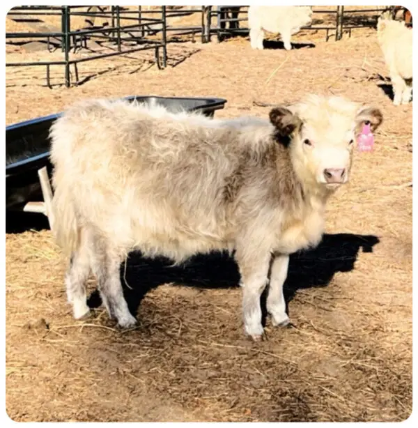 micro panlander chondro blue roan