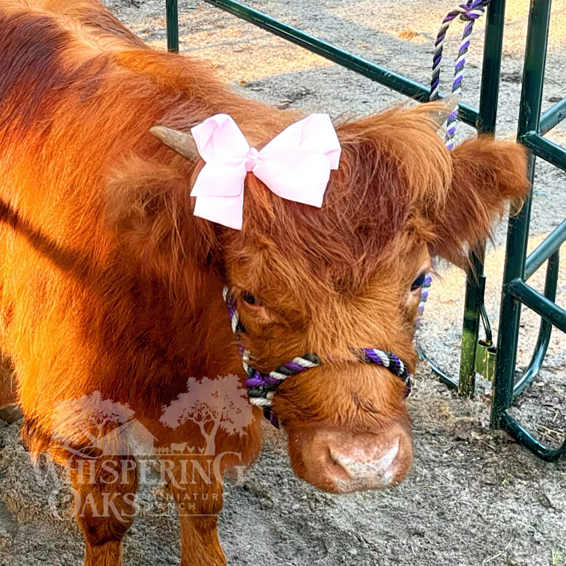 mini moos