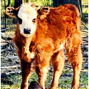 Bessie - Sold