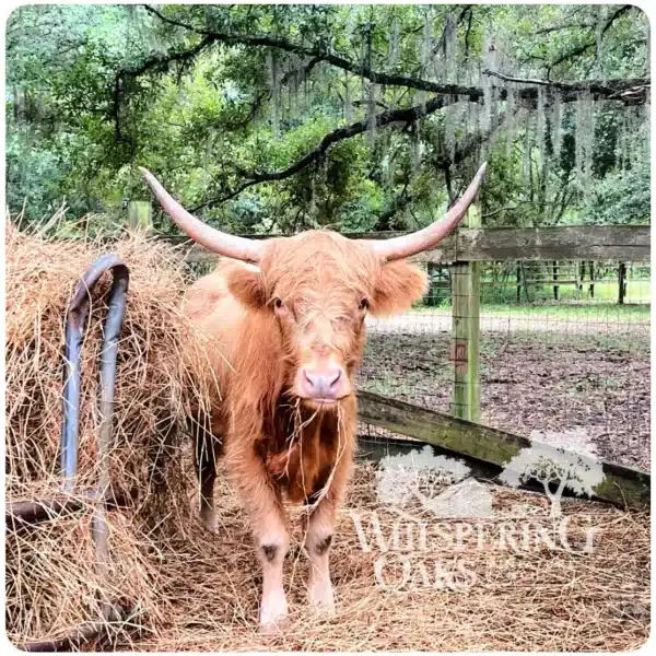 calm highland cow