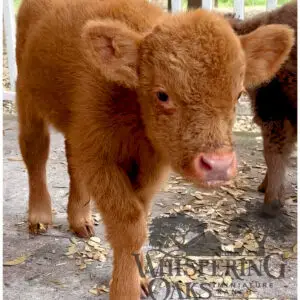 highland bull