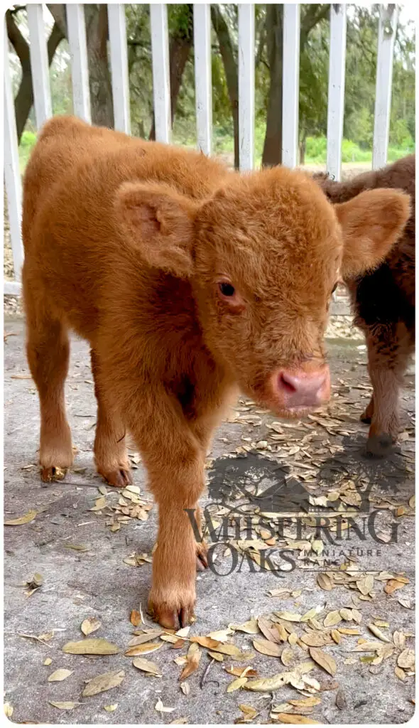 highland bull