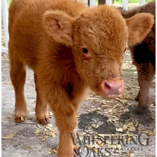 highland bull