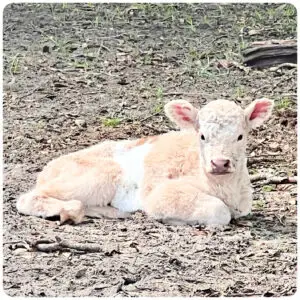 HighBelt heifer