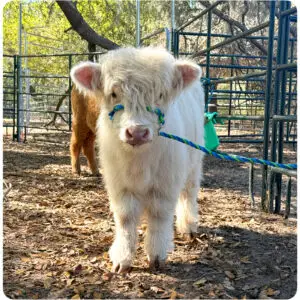 miniature highland bull Marshmallow being the cutest