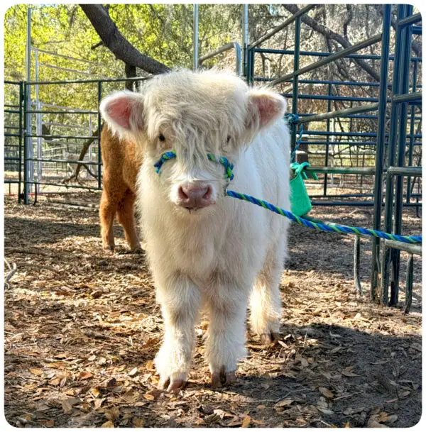 miniature highland bull Marshmallow being the cutest