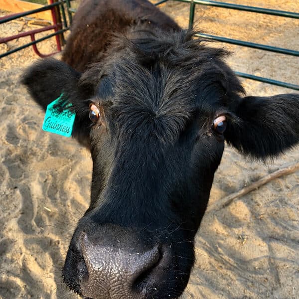 Guiness – Miniature Polled Solid Black HighPark Steer