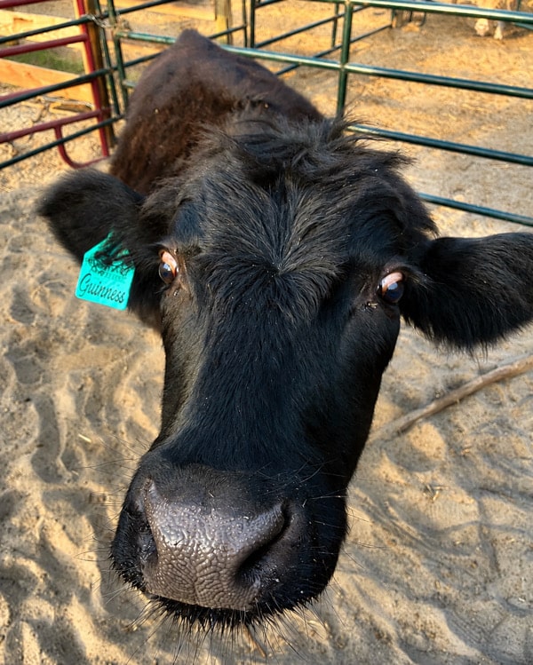 Guiness – Miniature Polled Solid Black HighPark Steer