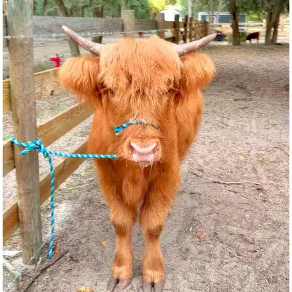 Connie – Small Frame Red Highland Heifer - front