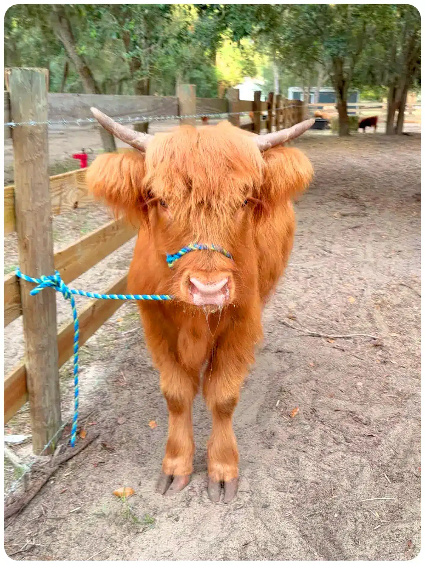 Connie – Small Frame Red Highland Heifer - front