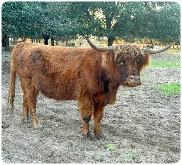 Gertie – Miniature Red Brindle Highland - right side