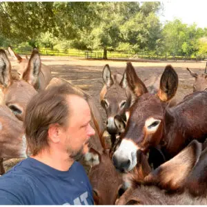 Mini Donkeys - Pregnant Jennies & Jacks