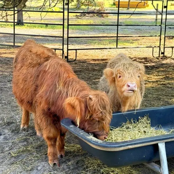 Pebbles mini Highland heifer brindle Florida