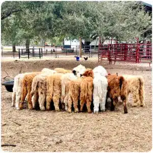 cuttest fluffy butts