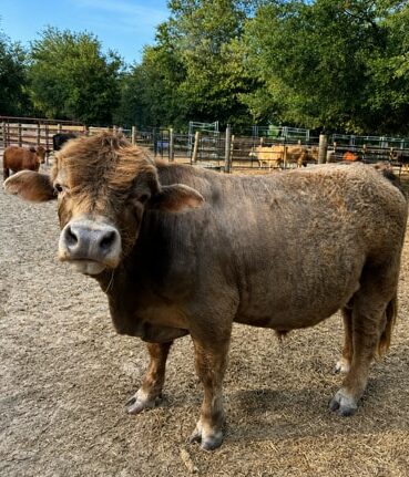 Teddy - Miniature Bull Highland Cross - cute and friendly