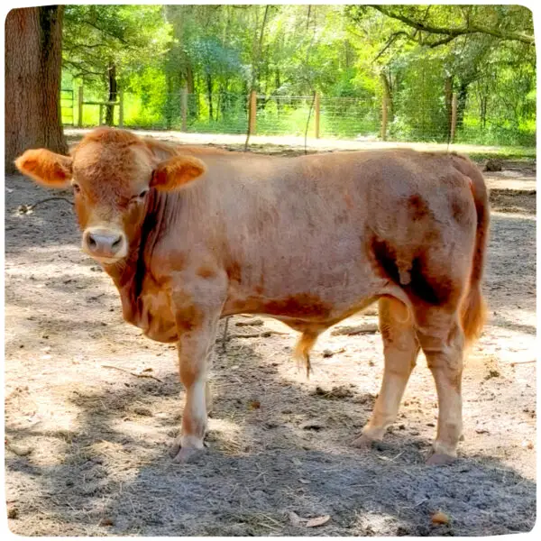 Teddy, miniature Highland–Jersey–Lowline cross bull/steer with dun-red coat, left profile in Clermont FL