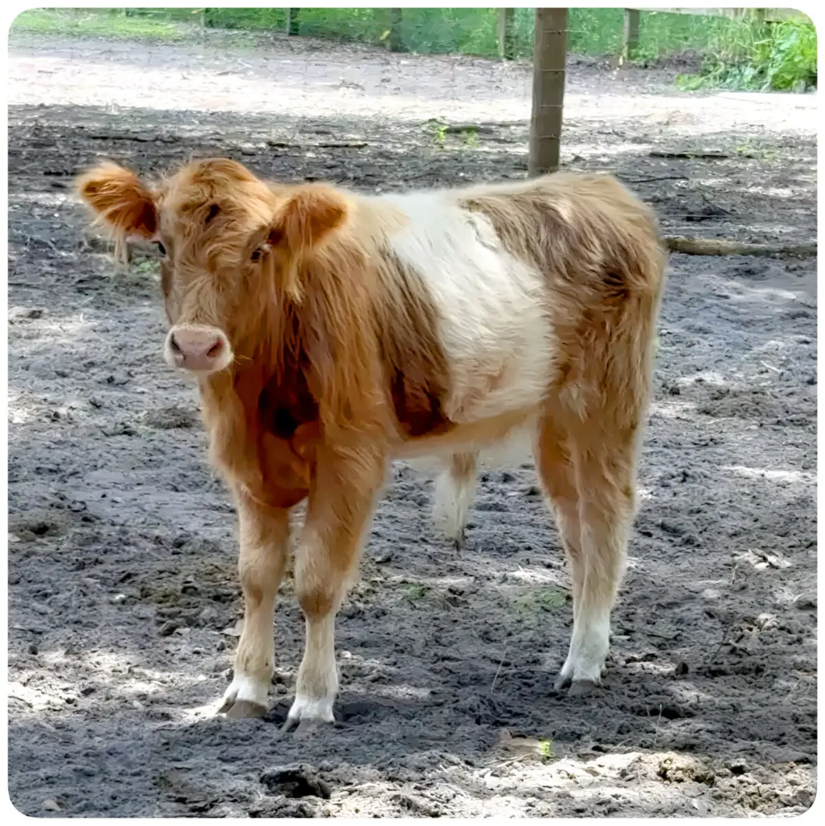 Toffee, fluffy miniature HighBelt bull calf with clear white belt, standing alert in sandy paddock