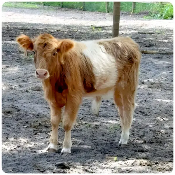 Toffee, fluffy miniature HighBelt bull calf with clear white belt, standing alert in sandy paddock