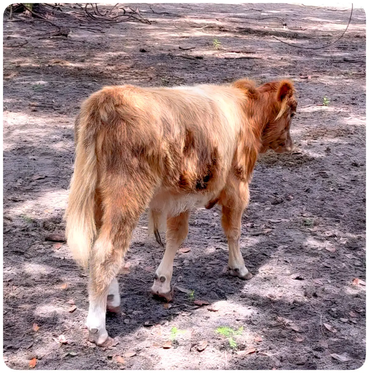 Toffee, miniature HighBelt bull calf with yellow coat and white belt, rear three-quarter view in shaded paddock