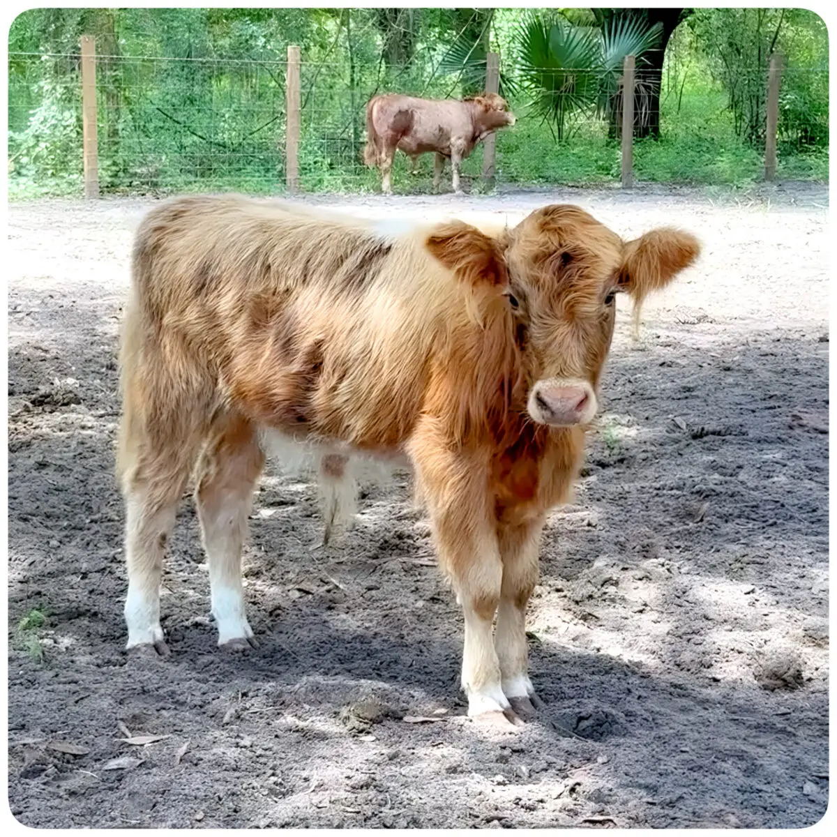 Toffee, miniature HighBelt bull calf facing the camera, yellow with white belt, fence and herd mate in background