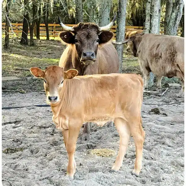 Dunnica and Bambi - Dun HighDex