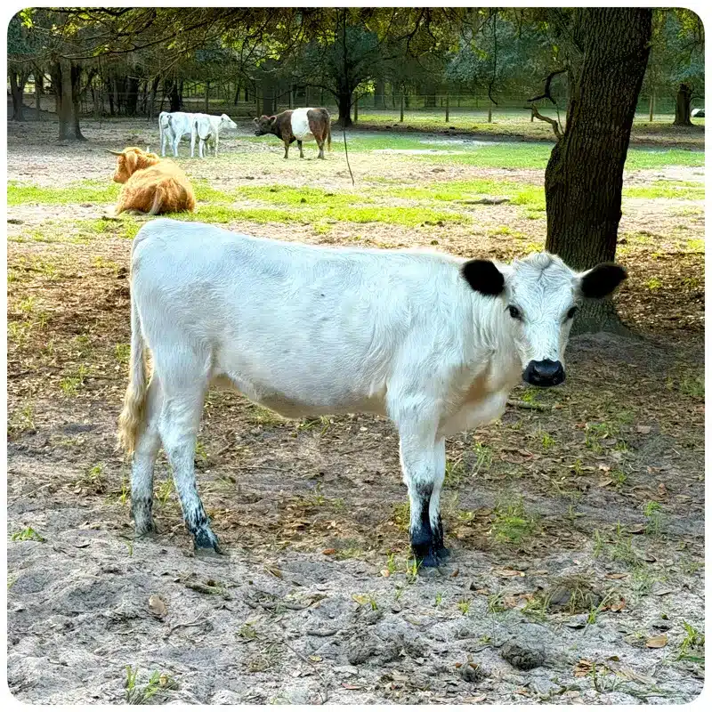 Minnie - miniature White Dexter - black tipped