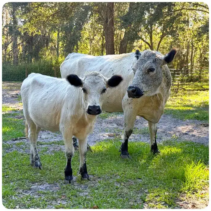 Minnie - miniature White Dexter - next to mom Peony